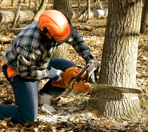 Tree Removal in Mount Erie, IL